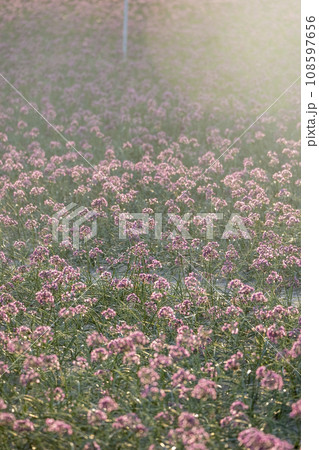 ラッキョウの花　（鳥取県北栄町産） 108597656
