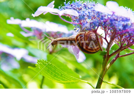 アジサイの花にいるカタツムリ アジサイの花にいるカタツムリ 108597809