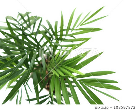 テーブルヤシ　観葉植物 108597872