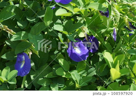 体によいチョウマメの花 108597920