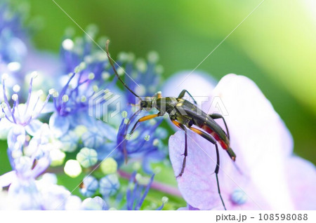 アジサイの花に来たオオヨツスジハナカミキリ 108598088
