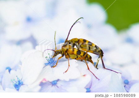 アジサイの花の上で交尾しているヨツスジハナカミキリ 108598089