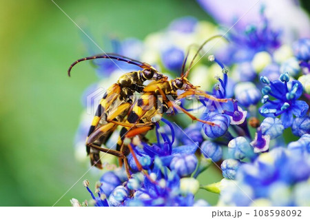 アジサイの花の上で交尾をしているヨツスジハナカミキリ 108598092