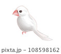 横向きの白い文鳥のイラスト 108598162