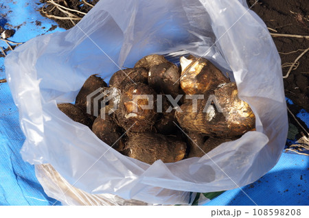 里芋の収穫 108598208