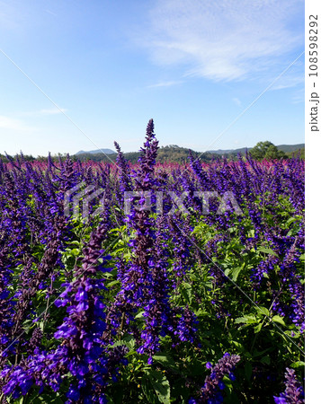 セージの季節を迎えた青山リゾートハーブガーデン セージの季節を迎えた青山リゾートハーブガーデン 108598292