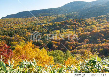 西吾妻スカイバレー 錦平の紅葉 西吾妻スカイバレー 錦平の紅葉 108598313