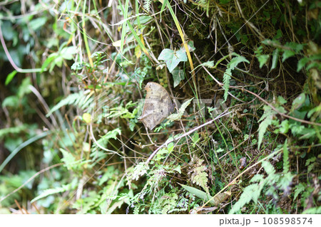 秋のクロコノマチョウ（黒木間蝶） 108598574