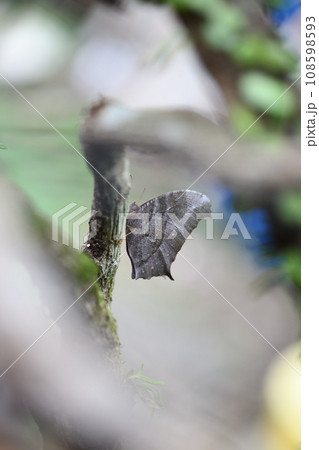 秋のクロコノマチョウ(黒木間蝶) 秋のクロコノマチョウ(黒木間蝶) 108598593