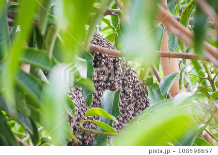 large wild honey bee comb on tree branch large wild honey bee comb on tree branch 108598657