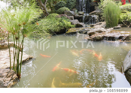 koi fish in the garden pond 108598899