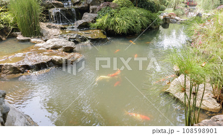 koi fish in the garden pond 108598901