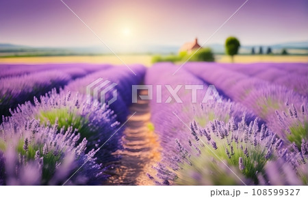 Lavender field in full bloom 108599327