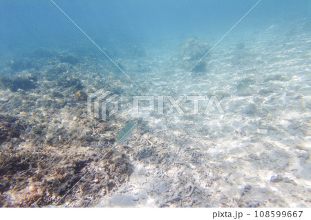 沖縄のサンゴ礁の上を泳ぐ魚 沖縄のサンゴ礁の上を泳ぐ魚 108599667