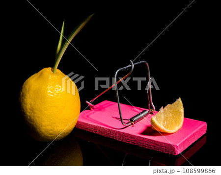 Composition with lemon and mousetrap on a black background Composition with lemon and mousetrap on a black background 108599886