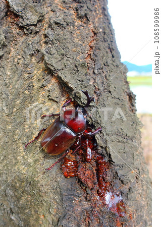 カブトムシ　クワガタムシ　夏休み　子供 108599986