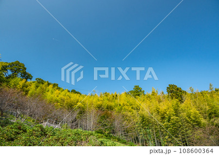 滋賀県近江八幡市の竹林 滋賀県近江八幡市の竹林 108600364
