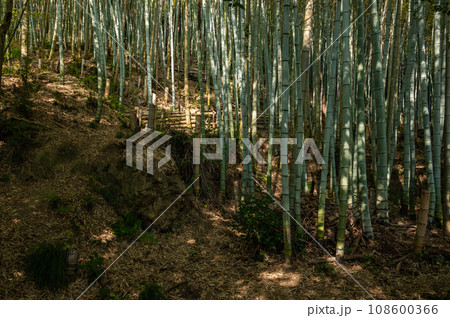 木漏れ日の竹林 滋賀県近江八幡市 木漏れ日の竹林 滋賀県近江八幡市 108600366