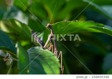 コカマキリ コカマキリ 108600386