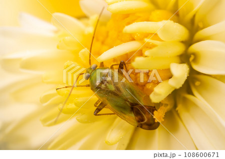 花に止まる亀虫（ウスモンミドリカスミカメ） 108600671