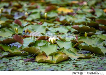 This is a beautiful view of water lilies blooming beautifully in a pond. 108600722