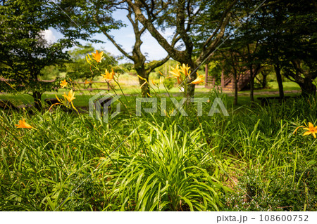 This is a beautiful scenery of Halla Ecological Forest, a tourist attraction located on Jeju Island, South Korea. This is a beautiful scenery of Halla Ecological Forest, a tourist attraction located on Jeju Island, South Korea. 108600752
