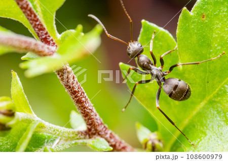 クロヤマアリ 108600979