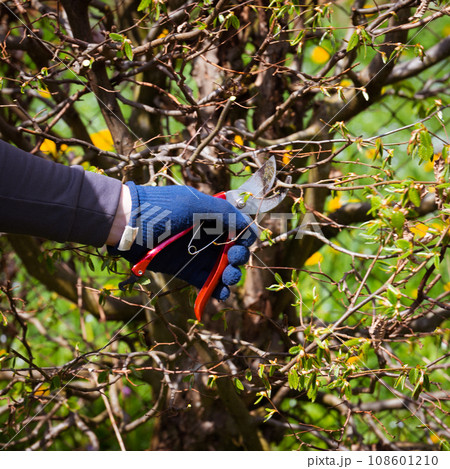 Cutting a hedge with scissors close-up 108601210