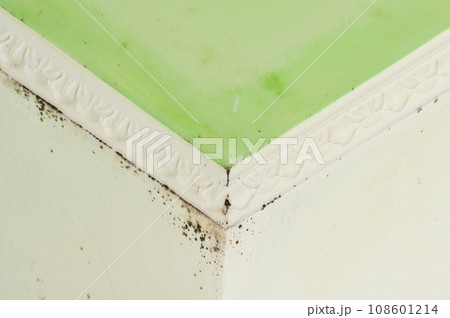 The formation of fungus near the baguette in the corner of the ceiling on the inner wall The formation of fungus near the baguette in the corner of the ceiling on the inner wall 108601214