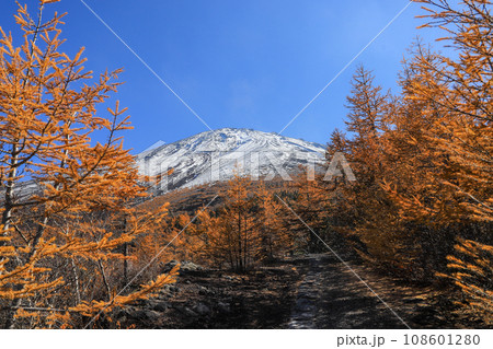 黄葉したカラマツと富士山 108601280