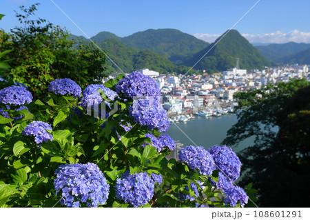 静岡県下田市下田公園　伊豆のアジサイ名所の紫陽花と下田富士や下田市街の景色 108601291