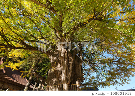 筒賀の大銀杏 筒賀の大銀杏 108601915