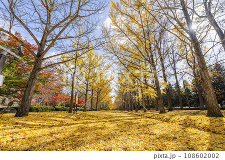 秋の山形県総合運動公園のいちょう並木 イチョウの葉の絨毯 山形県天童市 秋の山形県総合運動公園のいちょう並木 イチョウの葉の絨毯 山形県天童市 108602002