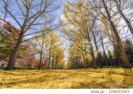 秋の山形県総合運動公園のいちょう並木 イチョウの葉の絨毯 山形県天童市 秋の山形県総合運動公園のいちょう並木 イチョウの葉の絨毯 山形県天童市 108602003