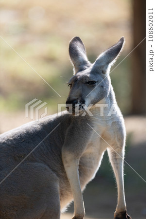見つめるアカカンガルー 見つめるアカカンガルー 108602011