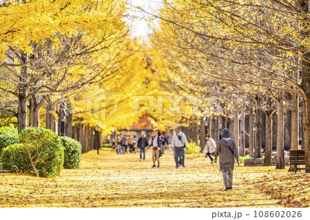 秋の山形県総合運動公園のいちょう並木 イチョウの葉の絨毯 山形県天童市 秋の山形県総合運動公園のいちょう並木 イチョウの葉の絨毯 山形県天童市 108602026