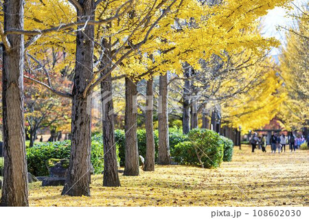 秋の山形県総合運動公園のいちょう並木　イチョウの葉の絨毯　山形県天童市　 108602030
