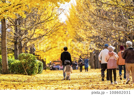 秋の山形県総合運動公園のいちょう並木 イチョウの葉の絨毯 山形県天童市 秋の山形県総合運動公園のいちょう並木 イチョウの葉の絨毯 山形県天童市 108602031
