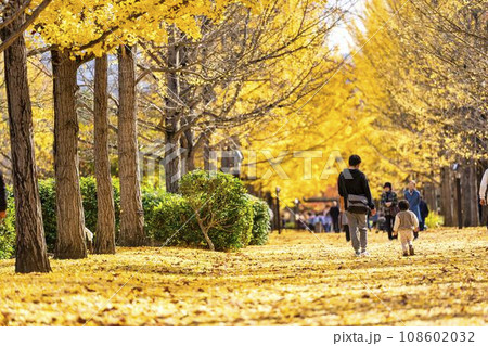 秋の山形県総合運動公園のいちょう並木　イチョウの葉の絨毯　山形県天童市　 108602032