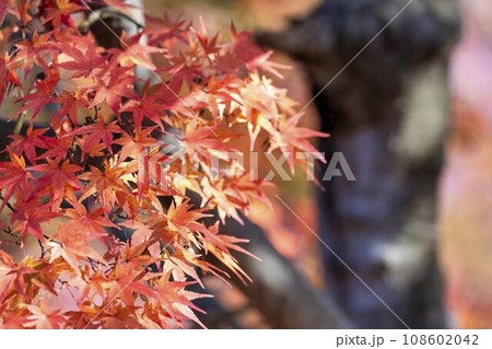 秋の山形県総合運動公園　モミジの紅葉　山形県天童市 108602042