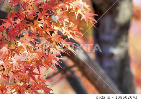秋の山形県総合運動公園　モミジの紅葉　山形県天童市 108602043