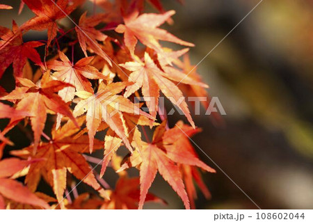 秋の山形県総合運動公園 モミジの紅葉 山形県天童市 秋の山形県総合運動公園 モミジの紅葉 山形県天童市 108602044