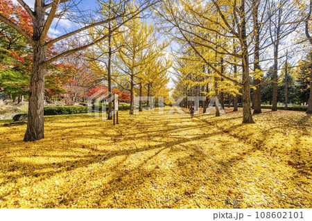 秋の山形県総合運動公園のいちょう並木　イチョウの葉の絨毯　山形県天童市　 108602101