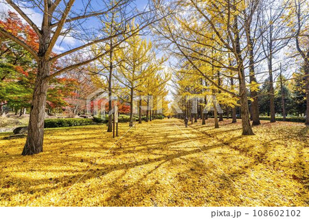 秋の山形県総合運動公園のいちょう並木　イチョウの葉の絨毯　山形県天童市　 108602102