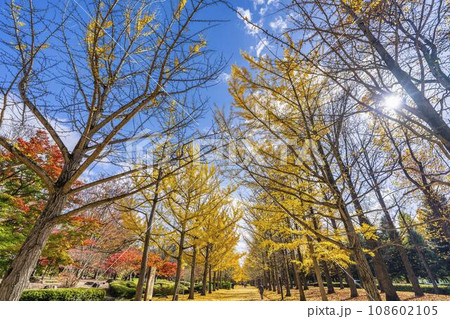 秋の山形県総合運動公園のいちょう並木 山形県天童市 秋の山形県総合運動公園のいちょう並木 山形県天童市 108602105