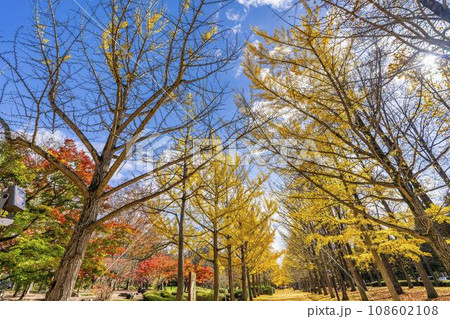 秋の山形県総合運動公園のいちょう並木　山形県天童市　 108602108