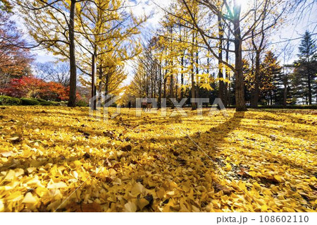 秋の山形県総合運動公園のいちょう並木　イチョウの葉の絨毯　山形県天童市　 108602110