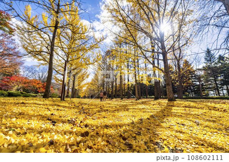 秋の山形県総合運動公園のいちょう並木　イチョウの葉の絨毯　山形県天童市　 108602111