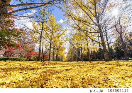 秋の山形県総合運動公園のいちょう並木　イチョウの葉の絨毯　山形県天童市　 108602112