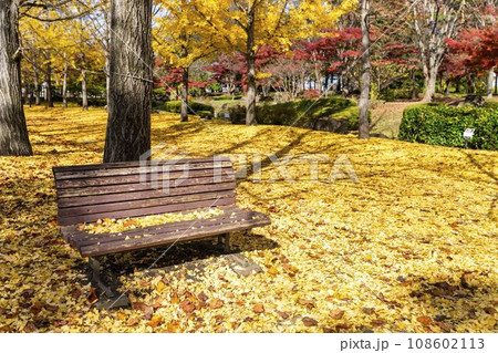 秋の山形県総合運動公園のいちょう並木　イチョウの葉の絨毯とベンチ　山形県天童市　 108602113